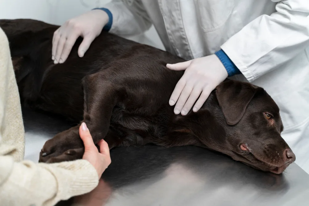 Managing Your Pet’s Comfort at Home: Essential End-of-Life Planning