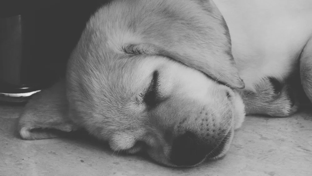 7 Signs Your Dog Is Dying: A Reno Vet’s Guide