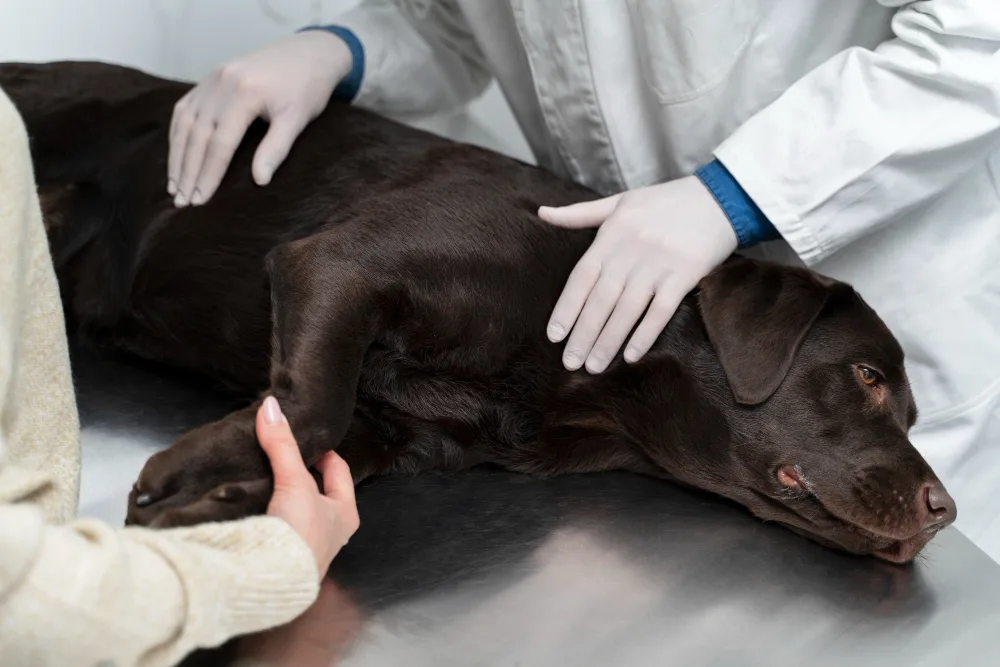 The Cost of In-Home Euthanasia in Reno, NV