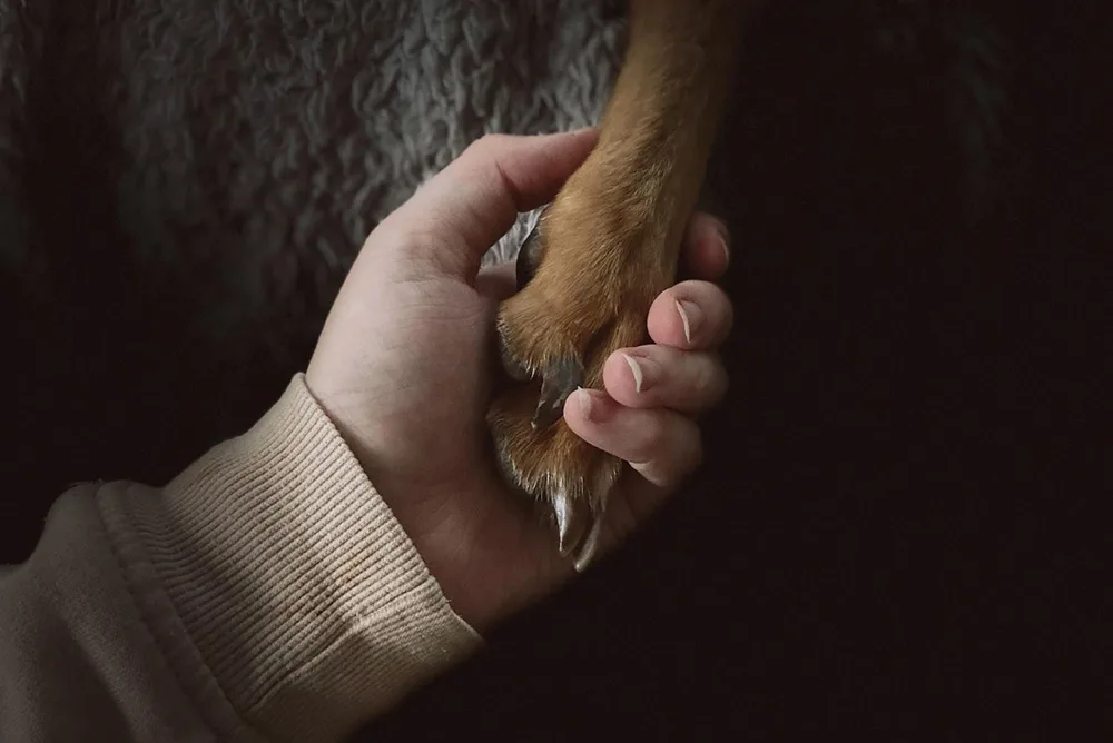 Coping with the Loss of Your Beloved Pet