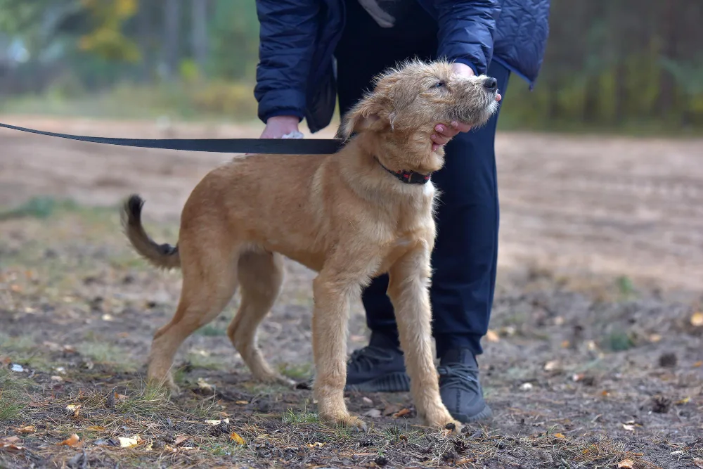 Is it Normal for Senior Dogs to Get Skinny?