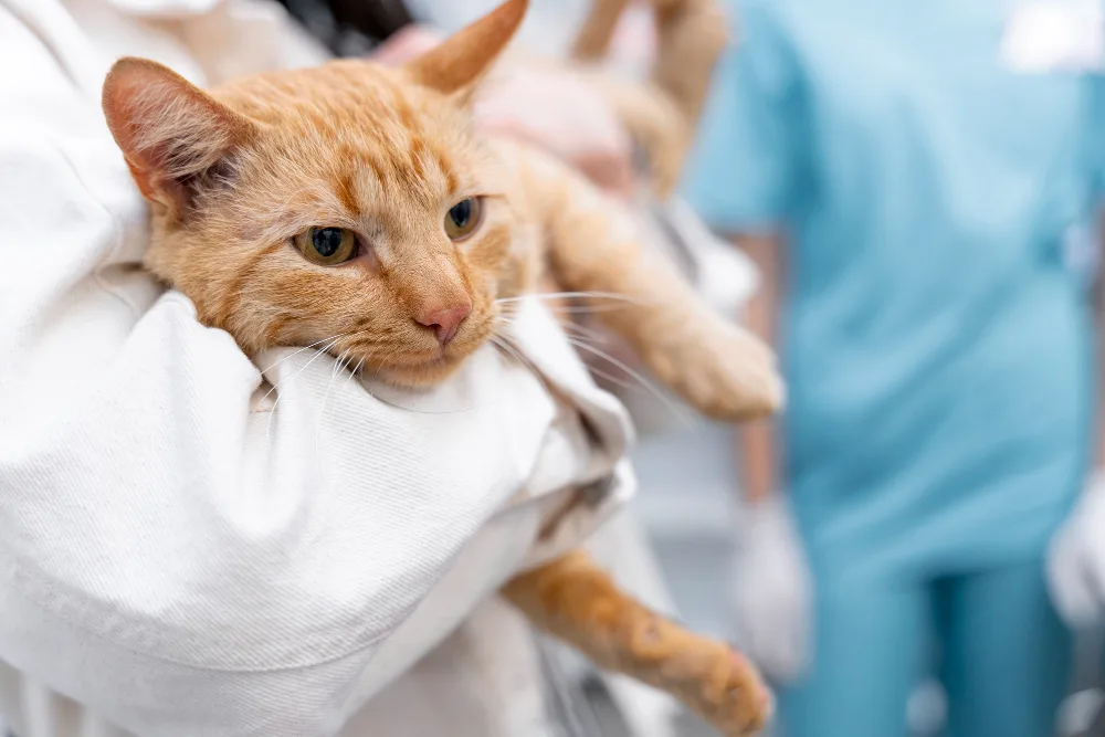 How to Recognize Signs of Suffering and Declining Health in Pets
