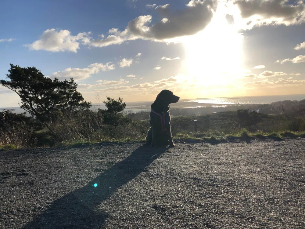 Grieving the Loss of a Pet After Euthanasia in Reno