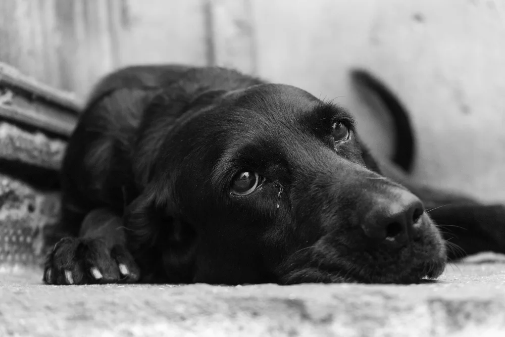 Steps to Take When Your Pet Dies at Home