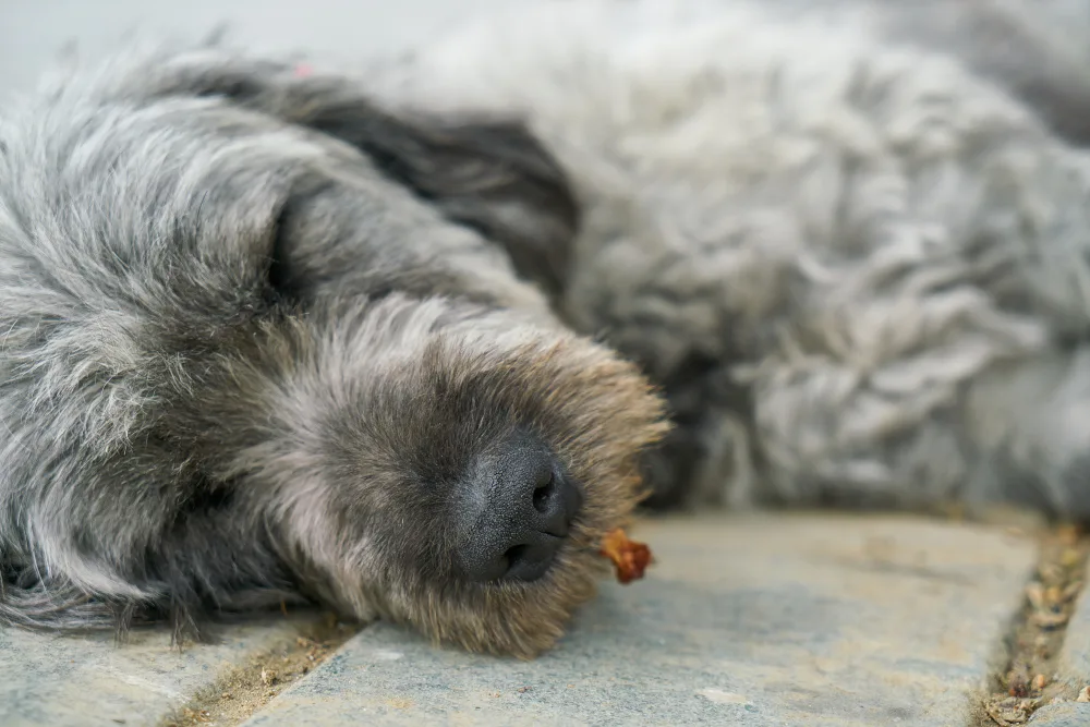 In-Home Euthanasia: A Compassionate Farewell