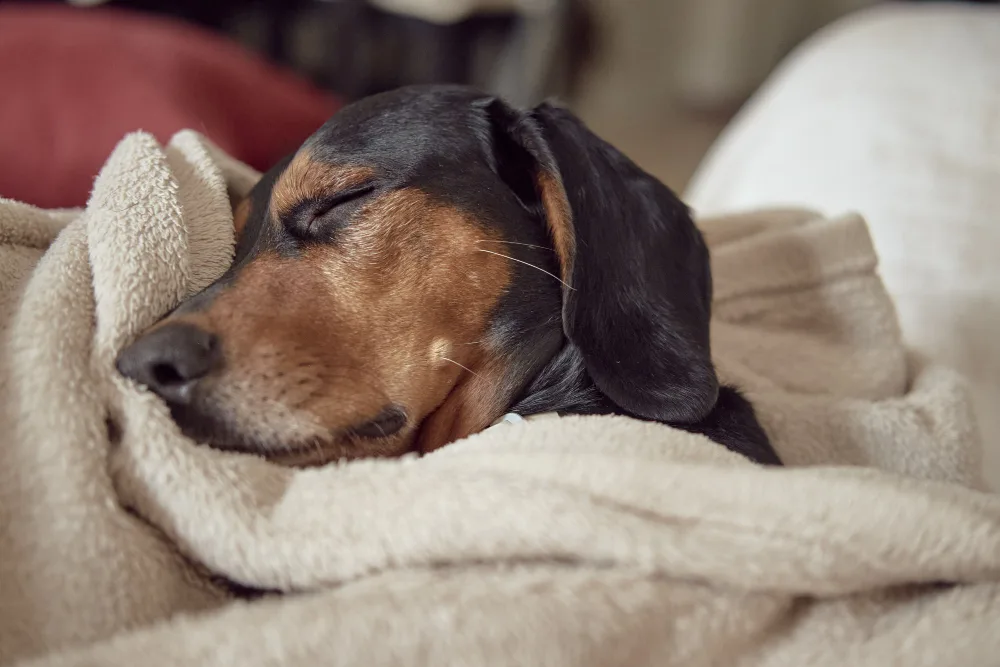 What to Expect with In-Home Euthanasia