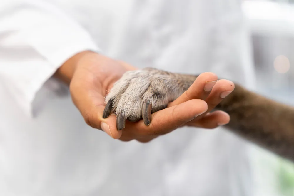 In-Home Euthanasia vs Clinic Euthanasia: What Pet Owners Should Know