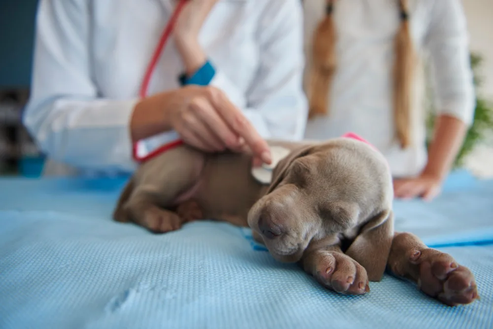 Do I Need Vet Approval to Euthanize My Dog?