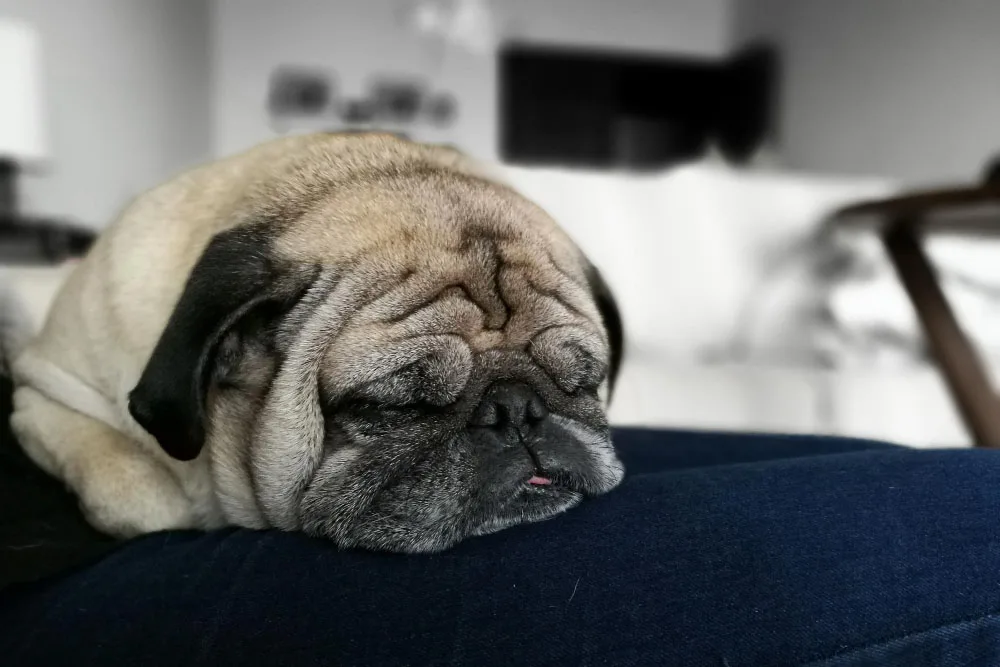 Depression in Senior Dogs and What You Can Do About It