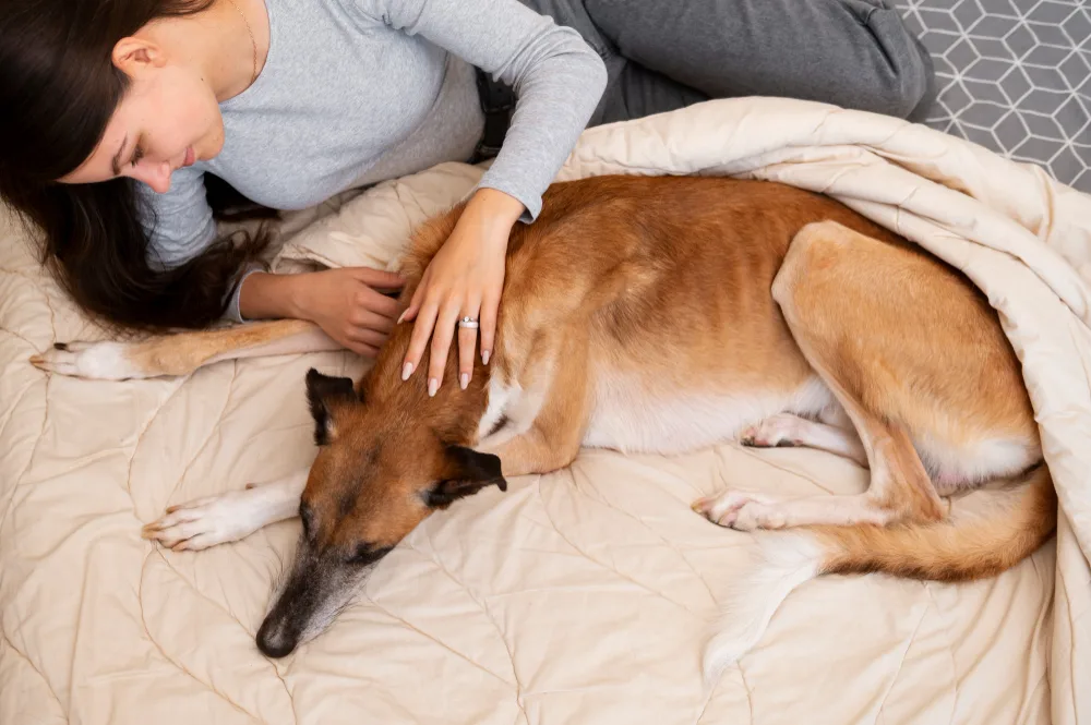 How to Prepare Your Dog for Euthanasia