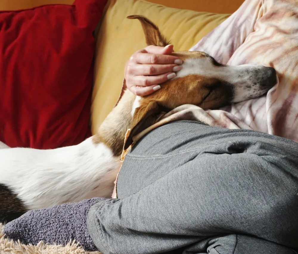 What Can I Give My Dog to Pass Away at Home Naturally?