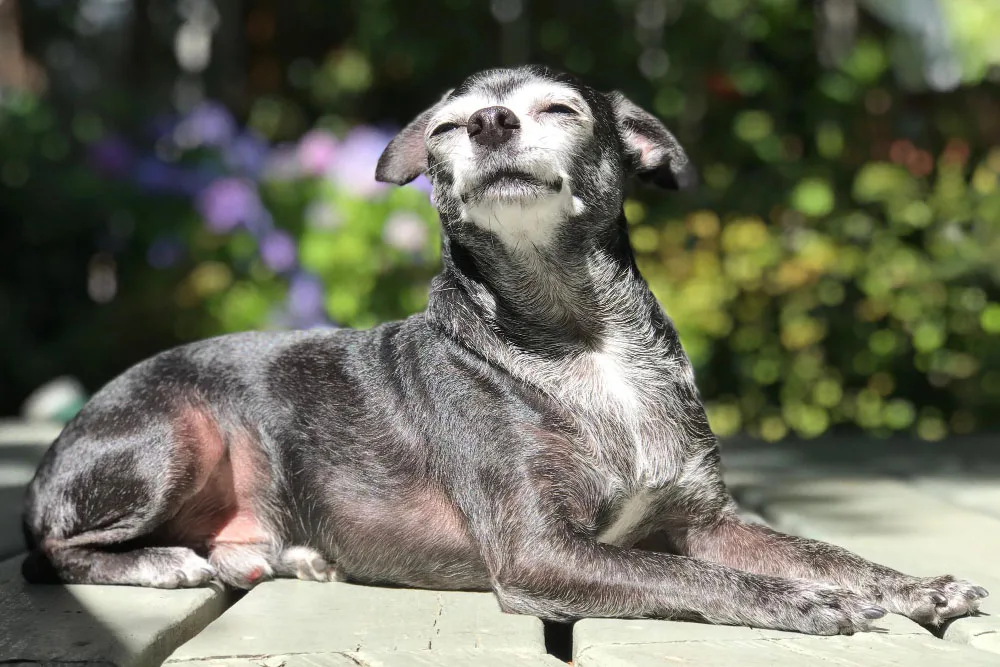 Your Senior Pet’s Bucket List: Cherishing Final Moments