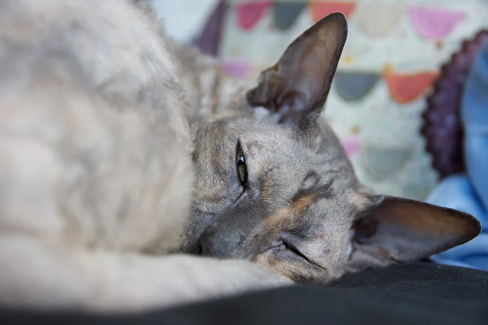 How to Assess Your Pet's Quality of Life Before Considering Euthanasia