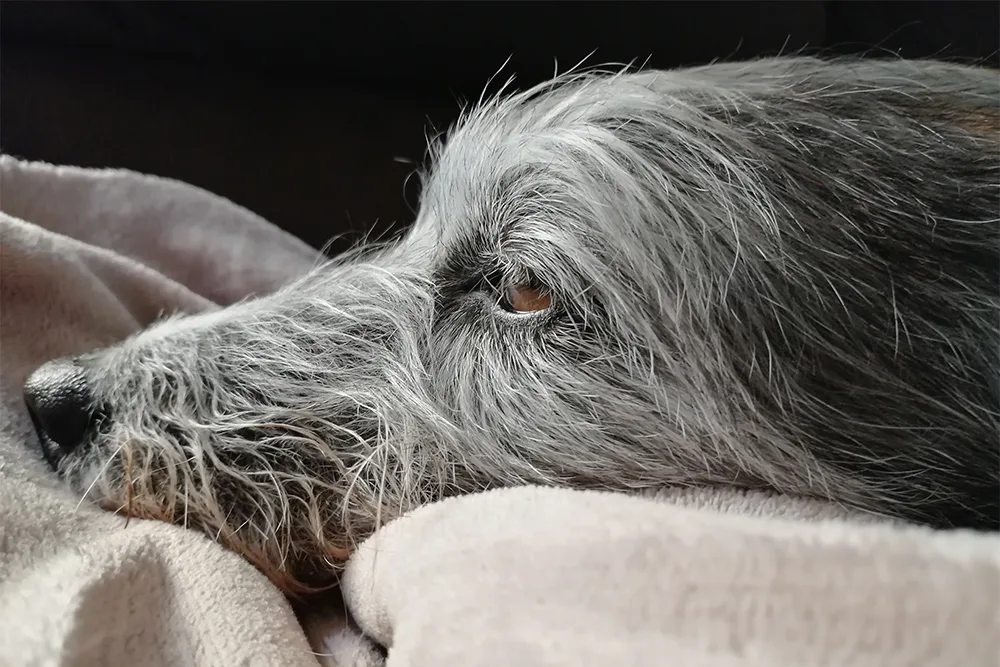 The Heartache of Euthanasia and How to Handle It