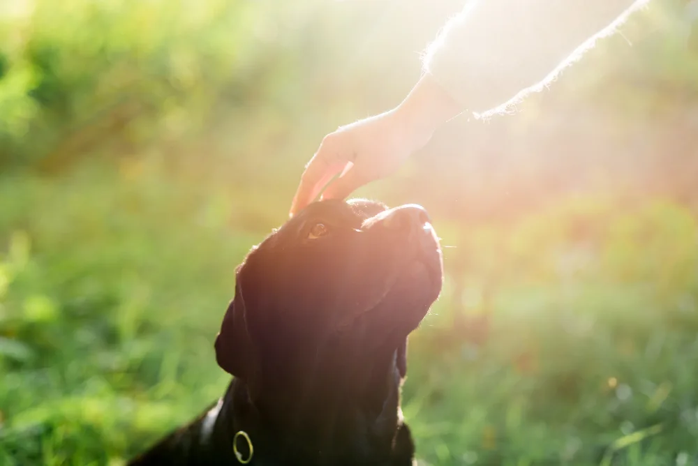 Creating a Peaceful Space for Your Pet's Farewell