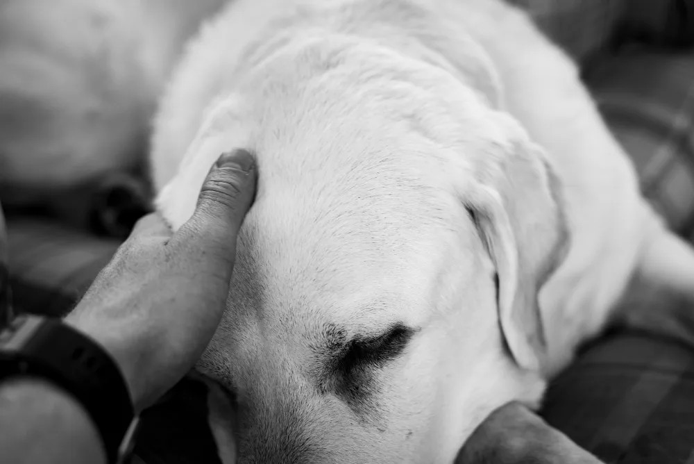 What to Expect During In-Home Pet Euthanasia