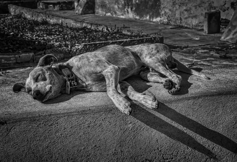 Common Signs Your Dog is Dying and How to Provide Comfort