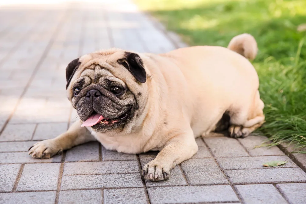 How Obesity May Harm Your Senior Dog