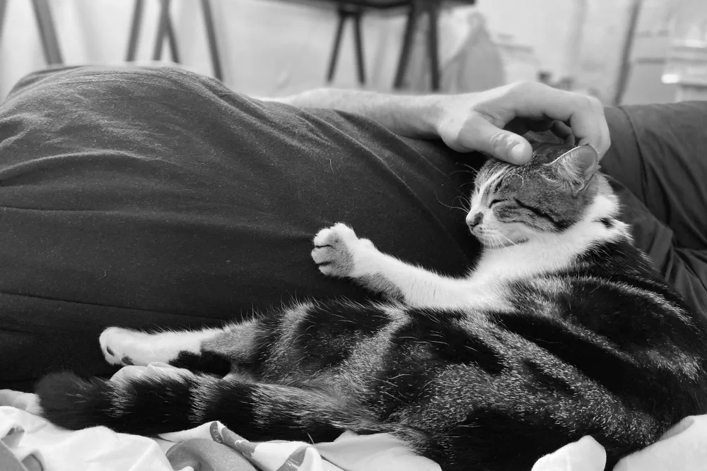 In-Home Pet Euthanasia Costs in Reno, NV: A Compassionate Guide