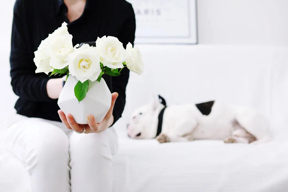 Burial vs. Cremation: Making the Right Choice After In-Home Euthanasia